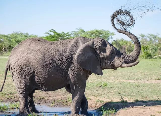 Pinnawala Elephant Orphanage: Captivating Moments with Gentle Giants in Sri Lanka